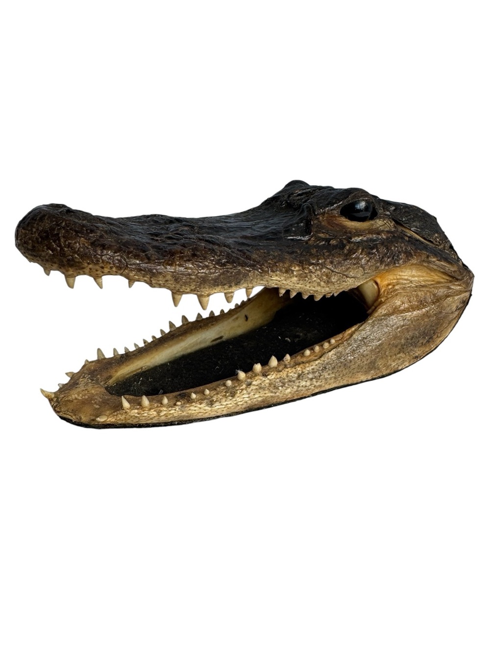 Real American Alligator Head Taxidermy Gator Dave's Florida Large Unique USA